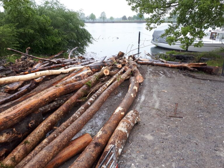 Holz am Ufer